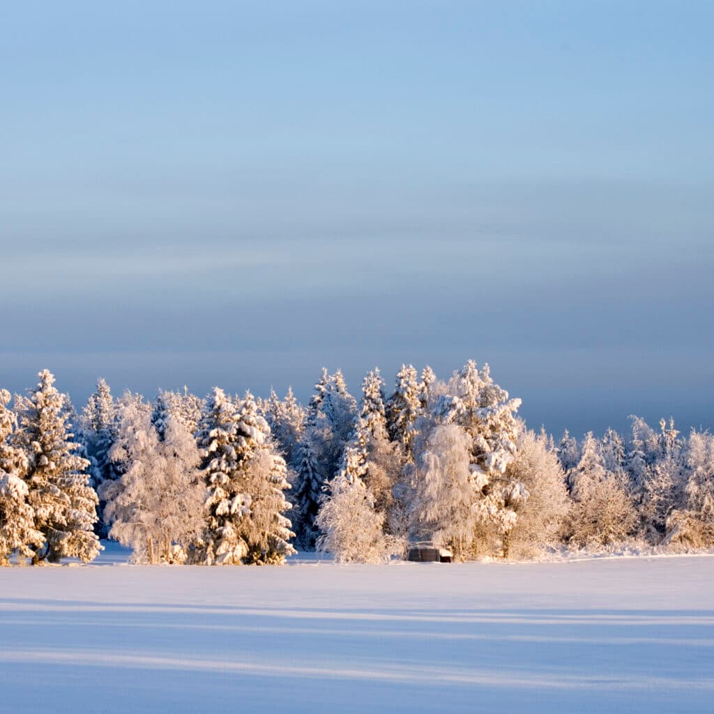 Snöigt skogsbryn med ett fält i förgrunden