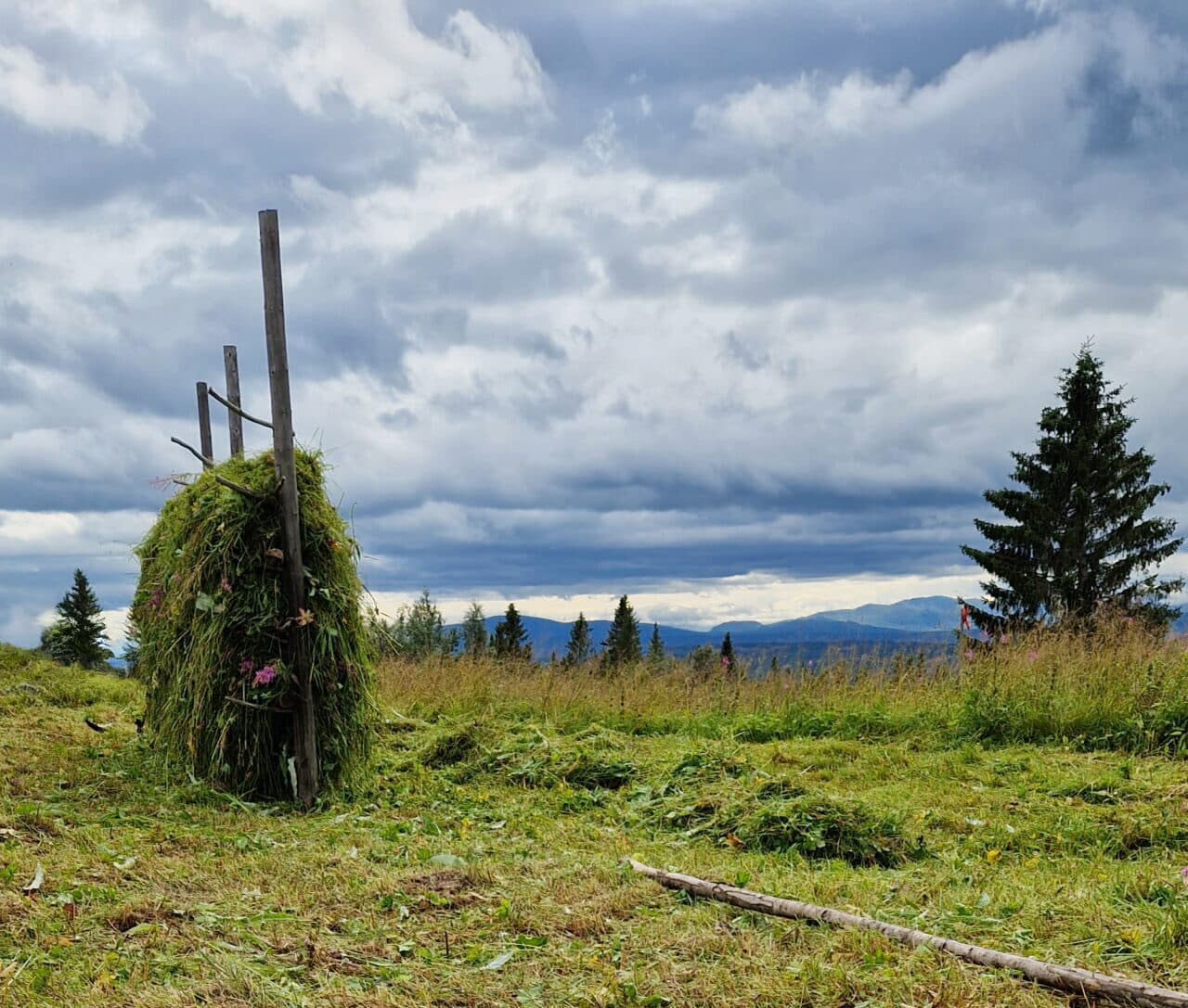 En gammaldags hö-hässja på en nyslagen äng